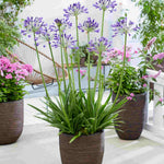 Agapanthus Hybrida 'Vallee De La Loire' - 9cm Pot | 1 x 9cm | Blue