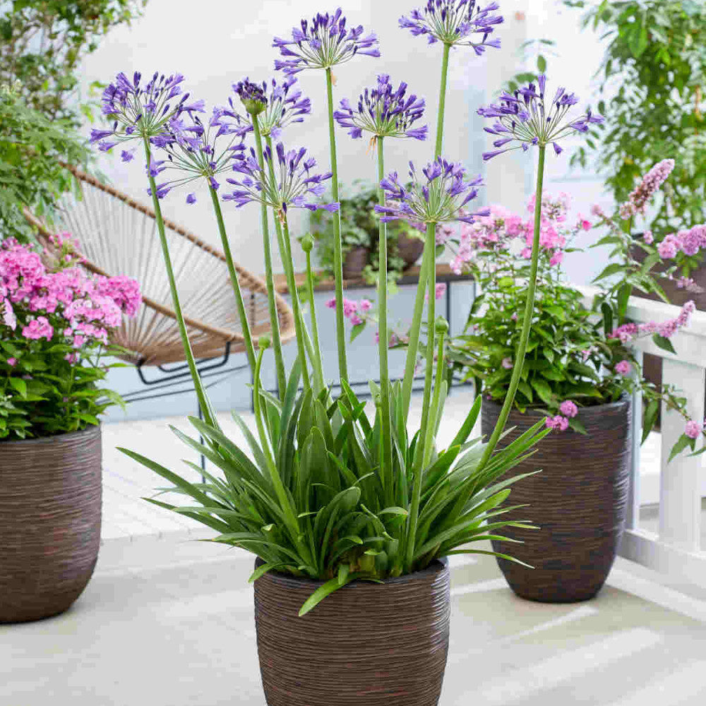 Agapanthus Hybrida 'Vallee De La Loire' - 9cm Pot | 1 x 9cm | Blue