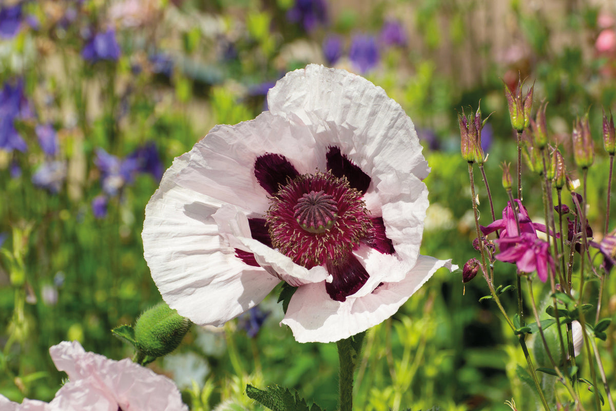 Poppy Oriental Collection Bare Roots | Set of 4