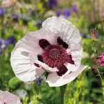 Poppy Oriental Collection Bare Roots | Set of 8