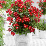 Rosa Everglow Ruby - Compact Bushy Rose - 9cm Pot | 2 x 9cm | Red
