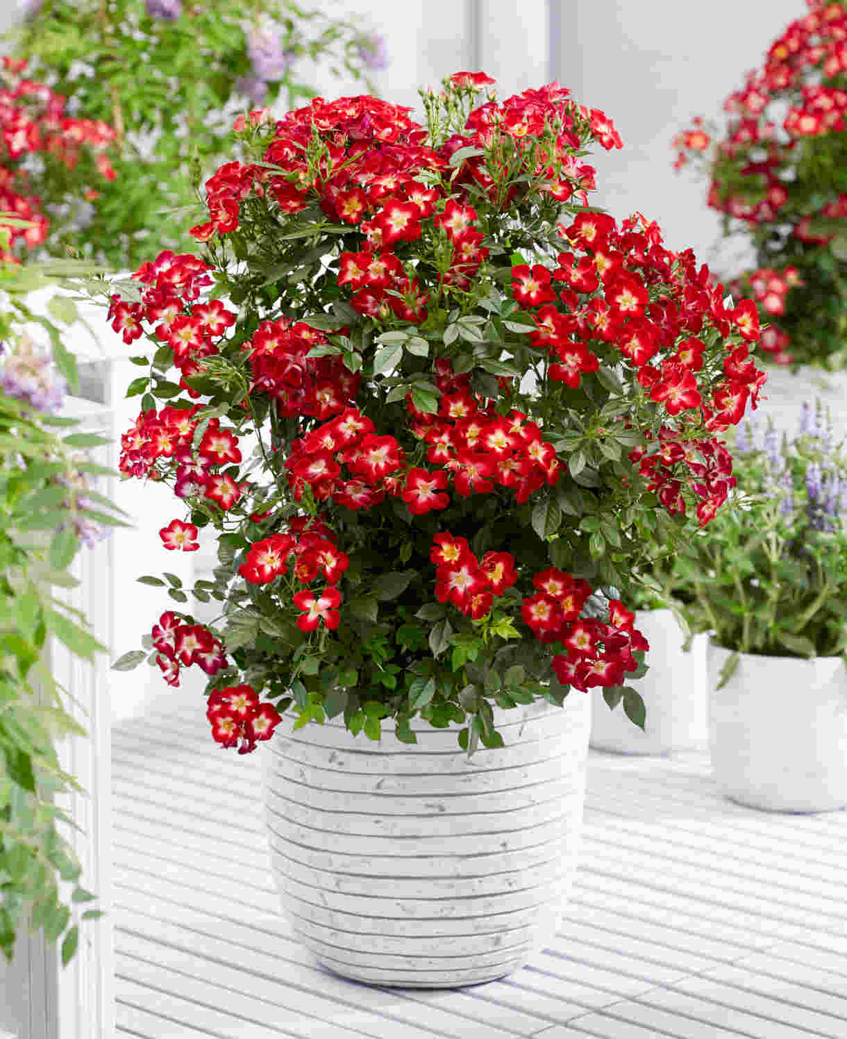 Rosa Everglow Ruby - Compact Bushy Rose - 9cm Pot | 2 x 9cm | Red