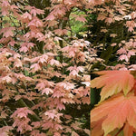 Acer Brilliantissimum Patio Shrimp Acer Tree 5-6ft Tall In A 7.5 Litre Pot