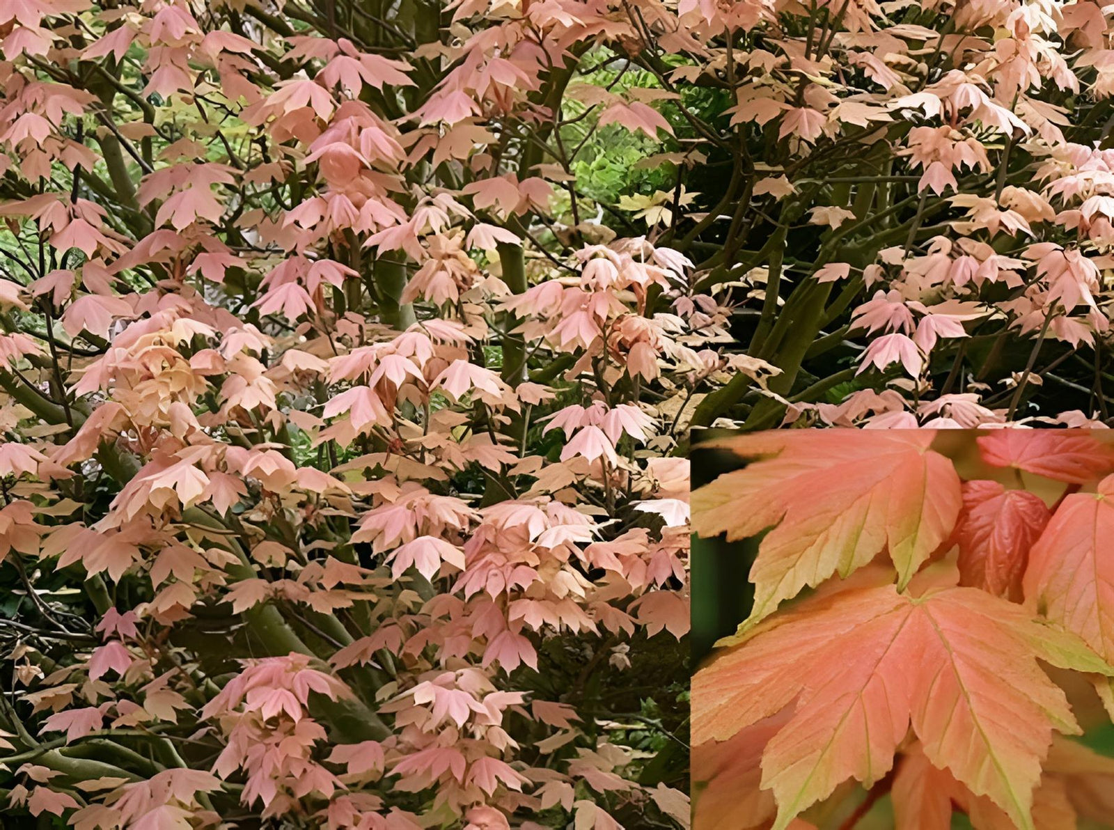 Acer Brilliantissimum Patio Shrimp Acer Tree 5-6ft Tall In A 7.5 Litre Pot