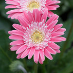 Gerbera 'sweet Memories' - Candy Pink Perennial | 3 x Jumbo Plug Plants | Pink