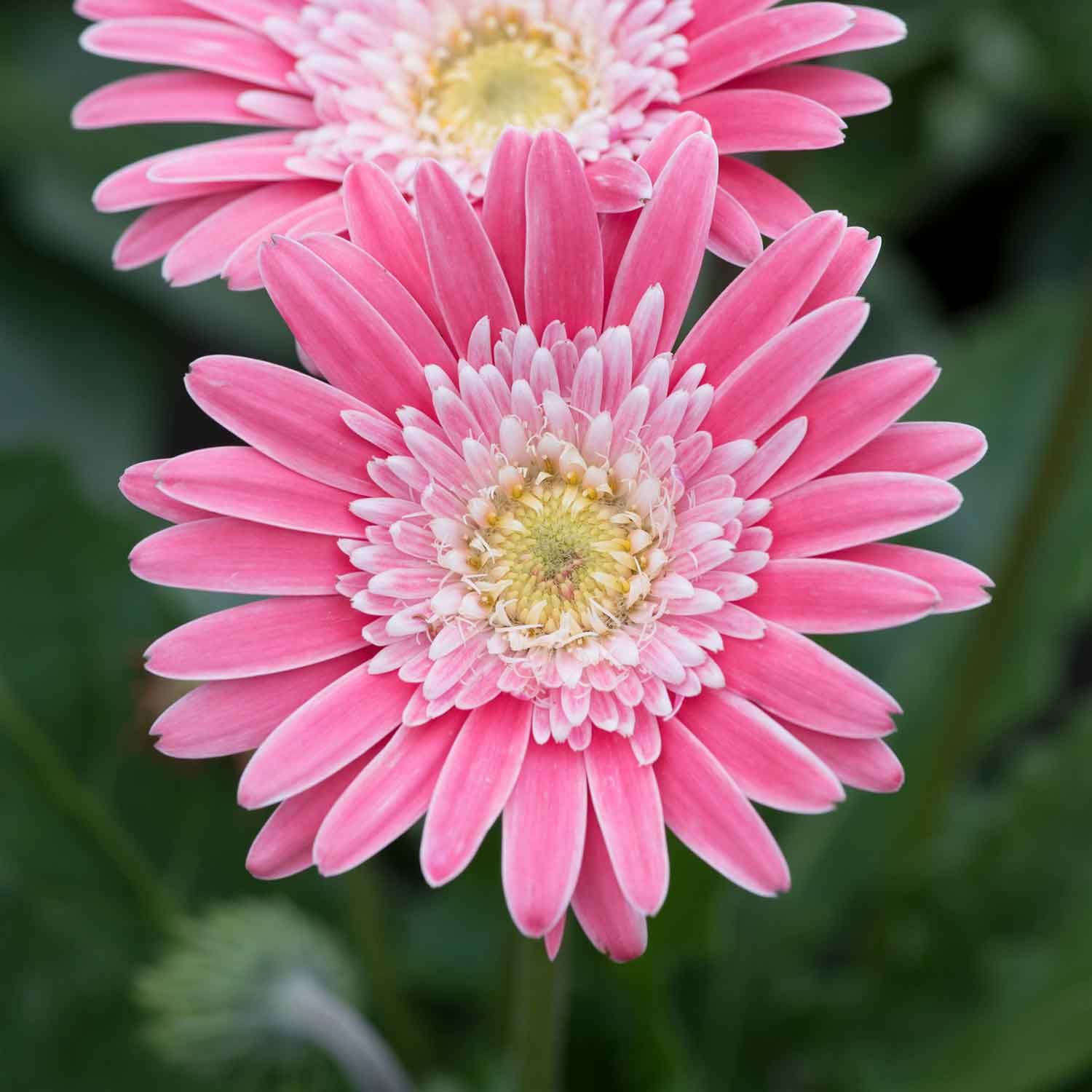 Gerbera 'sweet Memories' - Candy Pink Perennial | 3 x Jumbo Plug Plants | Pink