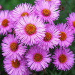 Aster Autumn Tapestry Collection - 9cm Pots | 5 x 9cm | Mixed