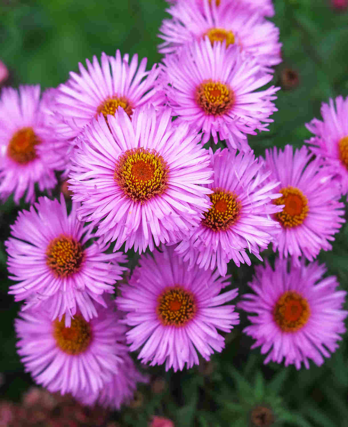 Aster Autumn Tapestry Collection - 9cm Pots | 5 x 9cm | Mixed