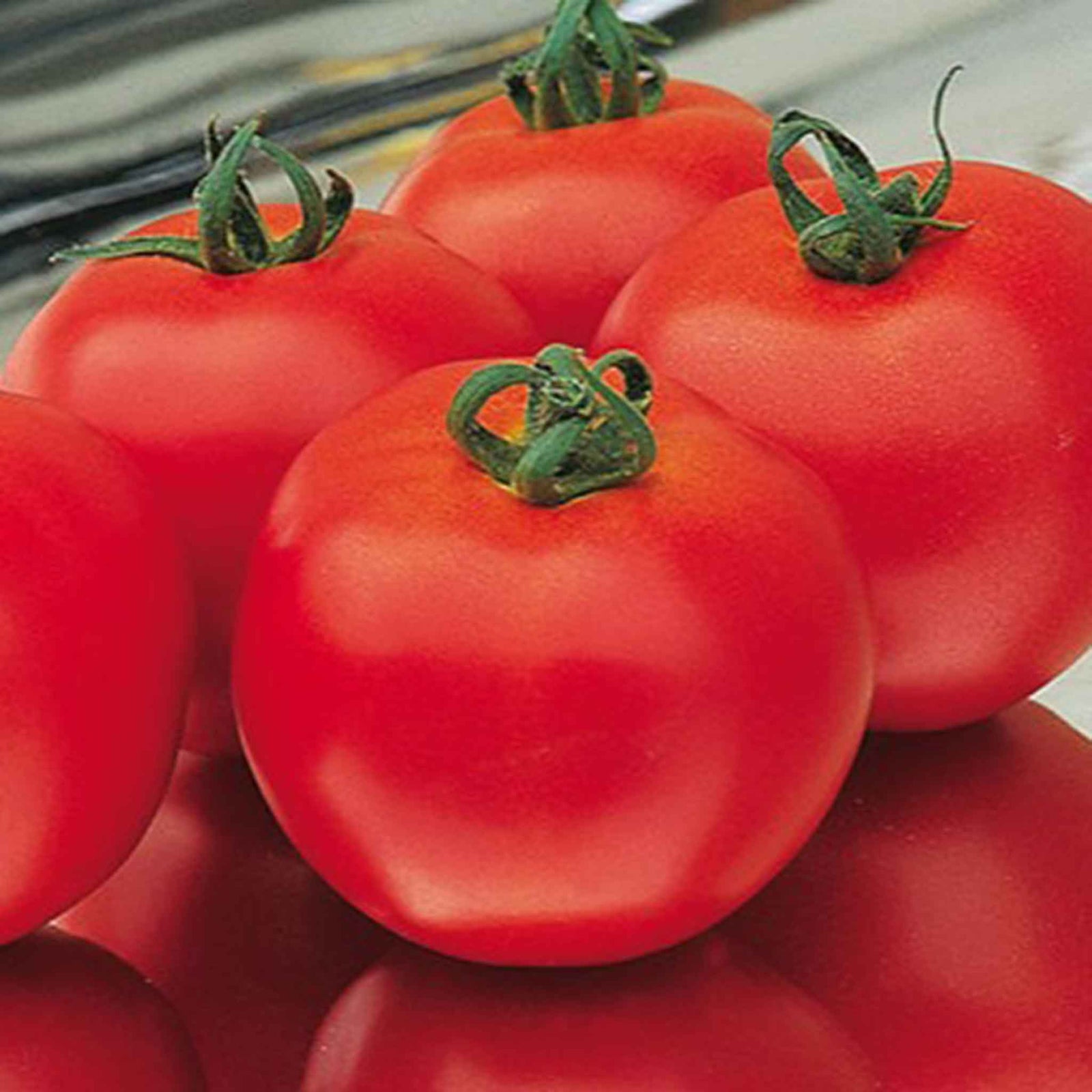 Organic Tomato 'diplom' F1 Seeds | 8 Seeds