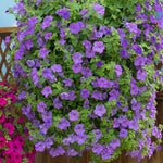 Petunia 'surfinia Heavenly Blue' Trailing Lilac-blue Plug Plants | 12 x Plug Plants | Blue