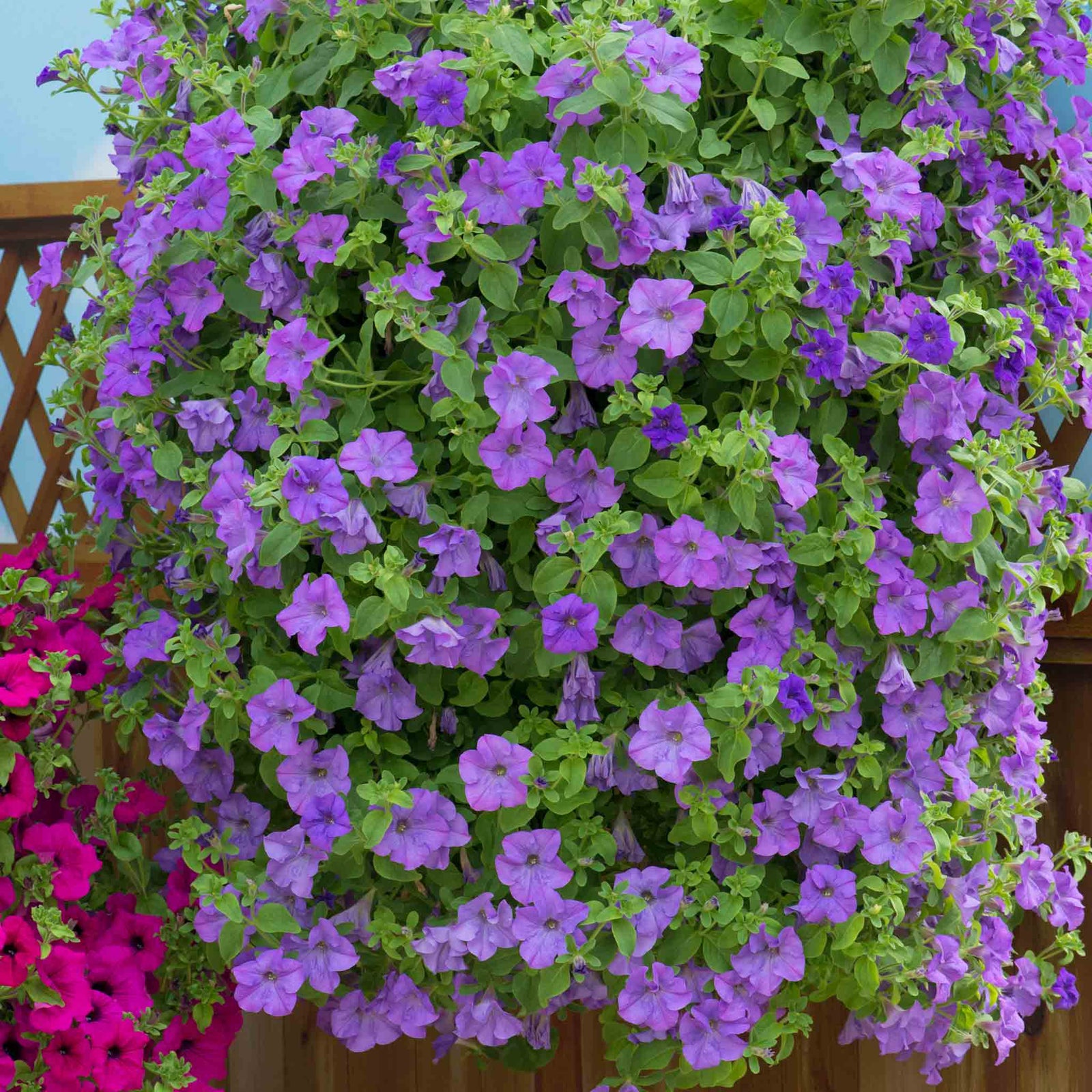 Petunia 'surfinia Heavenly Blue' Trailing Lilac-blue Plug Plants | 12 x Plug Plants | Blue