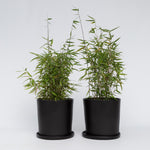 Chinese Fountain Bamboo - 2 Pcs. - Fargesia 'red Dragon' - H50-70cm - ⌀17cm | Set of 2 | Green