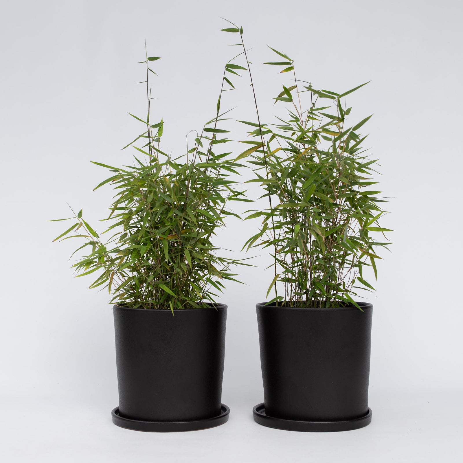 Chinese Fountain Bamboo - 2 Pcs. - Fargesia 'red Dragon' - H50-70cm - ⌀17cm | Set of 2 | Green