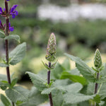Salvia 'caradonna Compact' Plant | Set-of-1