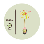Japanese Maple - Acer Palmatum 'moonrise' - Height 80-90cm - ⌀19cm | Set of 1 | Green