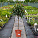 Photinia 'red Robin' Evergreen Shrub For Hedges And Containers | 1 x 9cm | Red