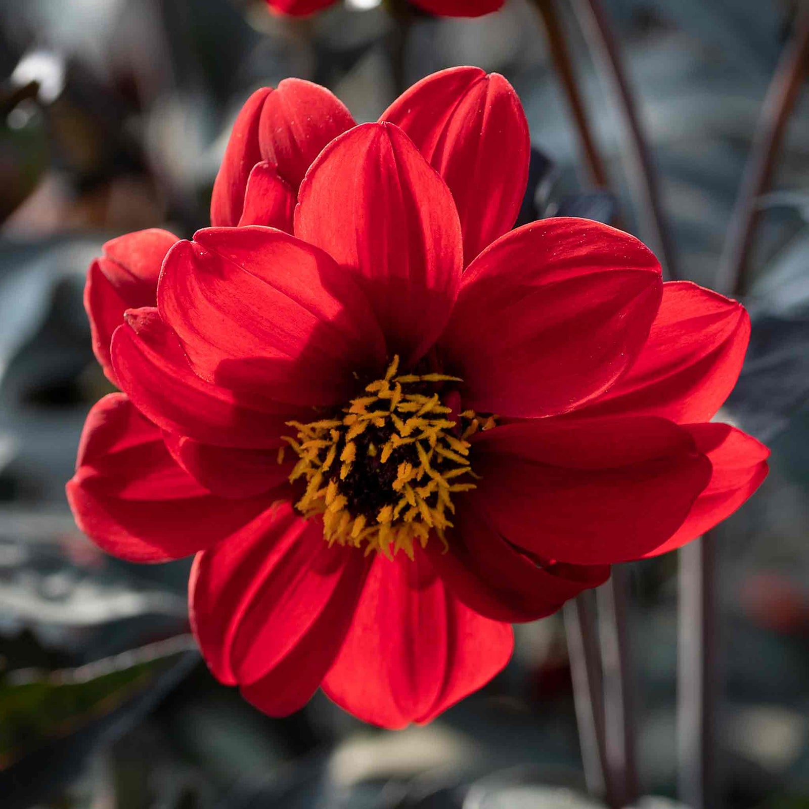 Dahlia Pinnata 'black Forest Ruby' Seeds | 35 Seeds