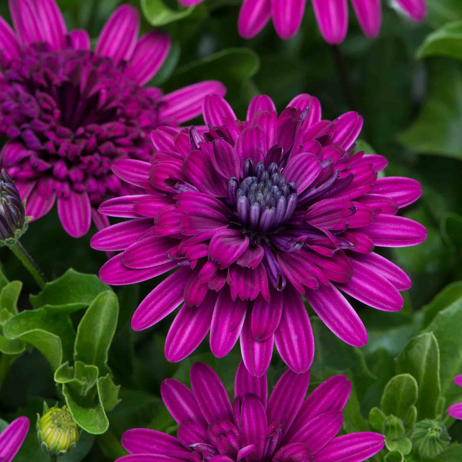 Osteospermum Dalina Double Purple Plug Plant | 6 x Plug Plants | Purple