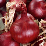 Mammoth Red Onion Plant - Exceptionally Large Sweet Red Onions | 20 x Seedlings | Multi