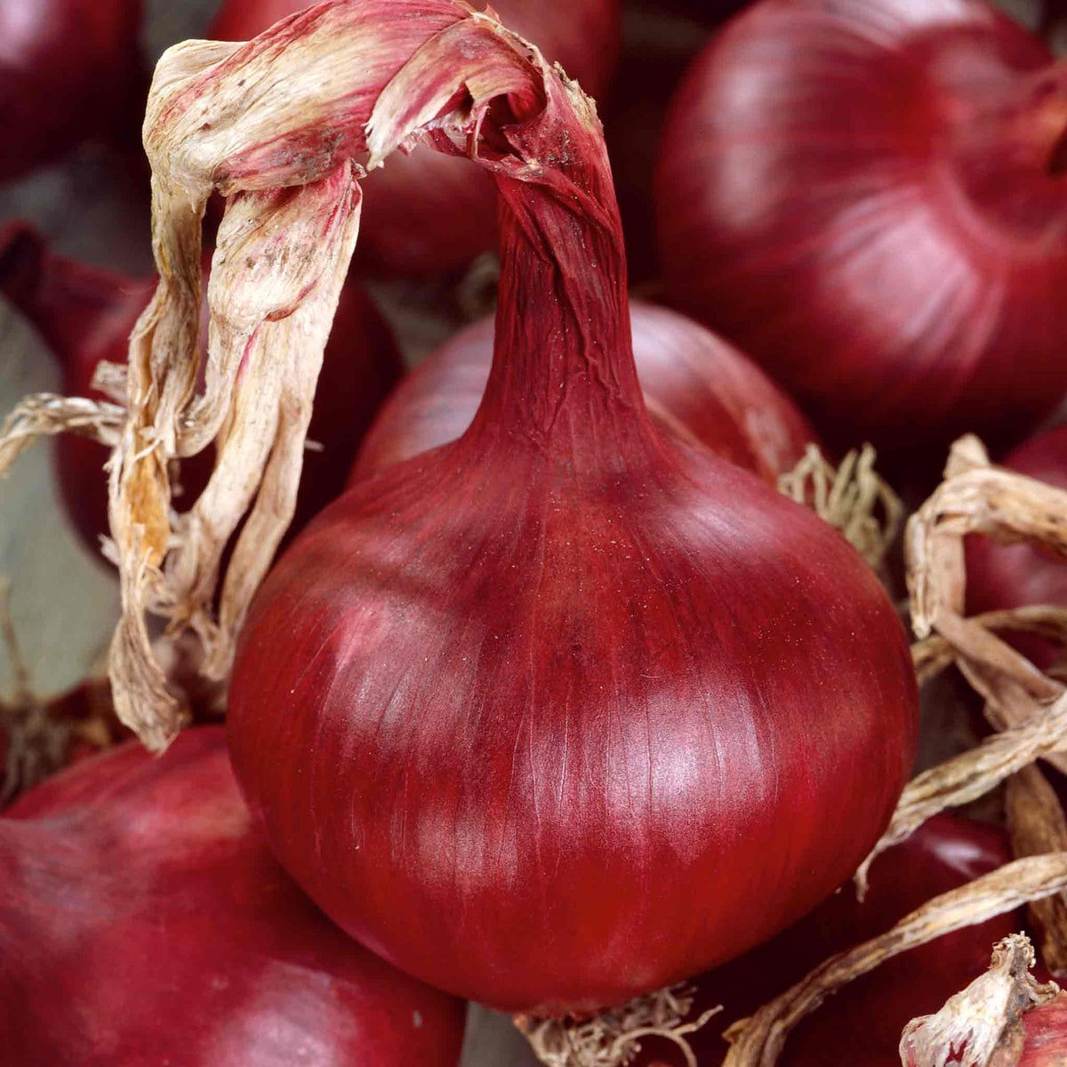 Mammoth Red Onion Plant - Exceptionally Large Sweet Red Onions | 20 x Seedlings | Multi