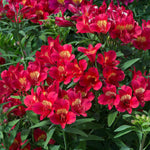 Alstroemeria Collection - 3 Hot-coloured Varieties | 6 x Garden Ready Plugs | Multi