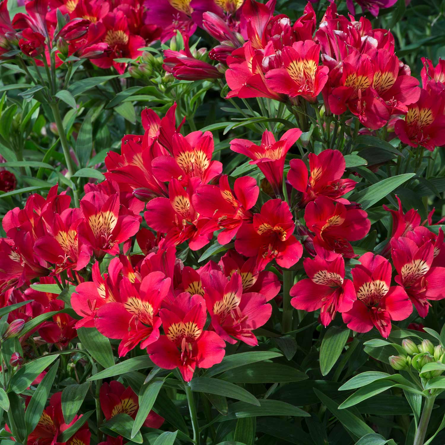Alstroemeria Collection - 3 Hot-coloured Varieties | 6 x Garden Ready Plugs | Multi