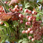 Sorbus Pink Pagoda Mountain Ash Tree 6ft Tall Supplied In A 12 Litre Pot