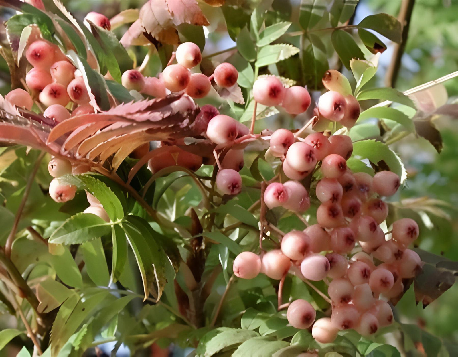 Sorbus Pink Pagoda Mountain Ash Tree 6ft Tall Supplied In A 12 Litre Pot