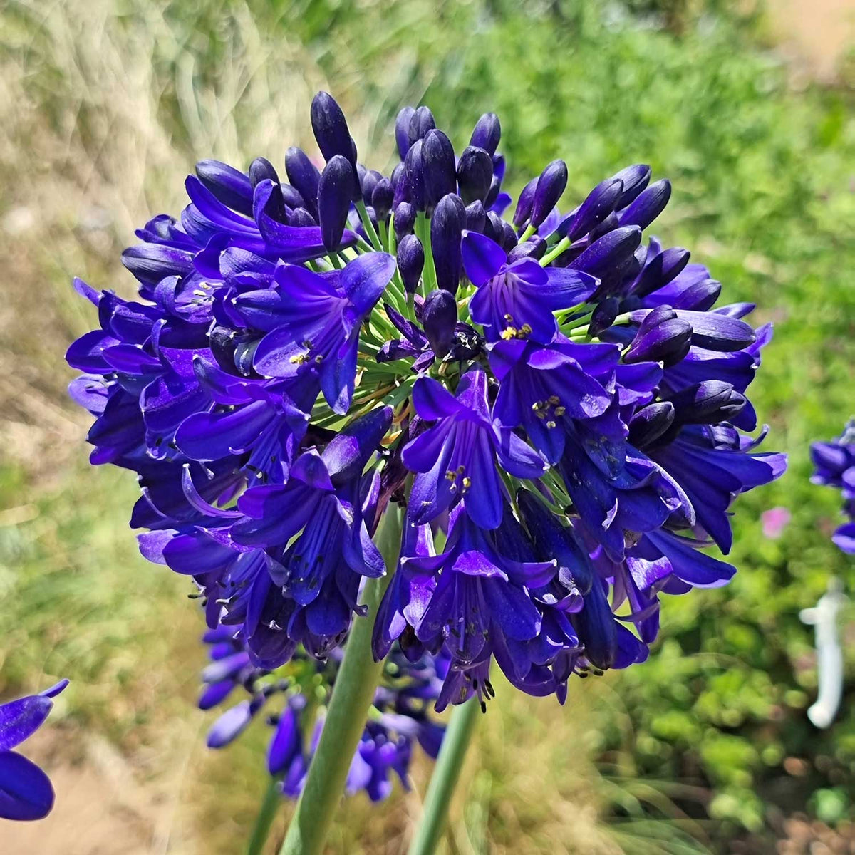 Agapanthus 'midnight Sky' 2l Plant | Set of 1