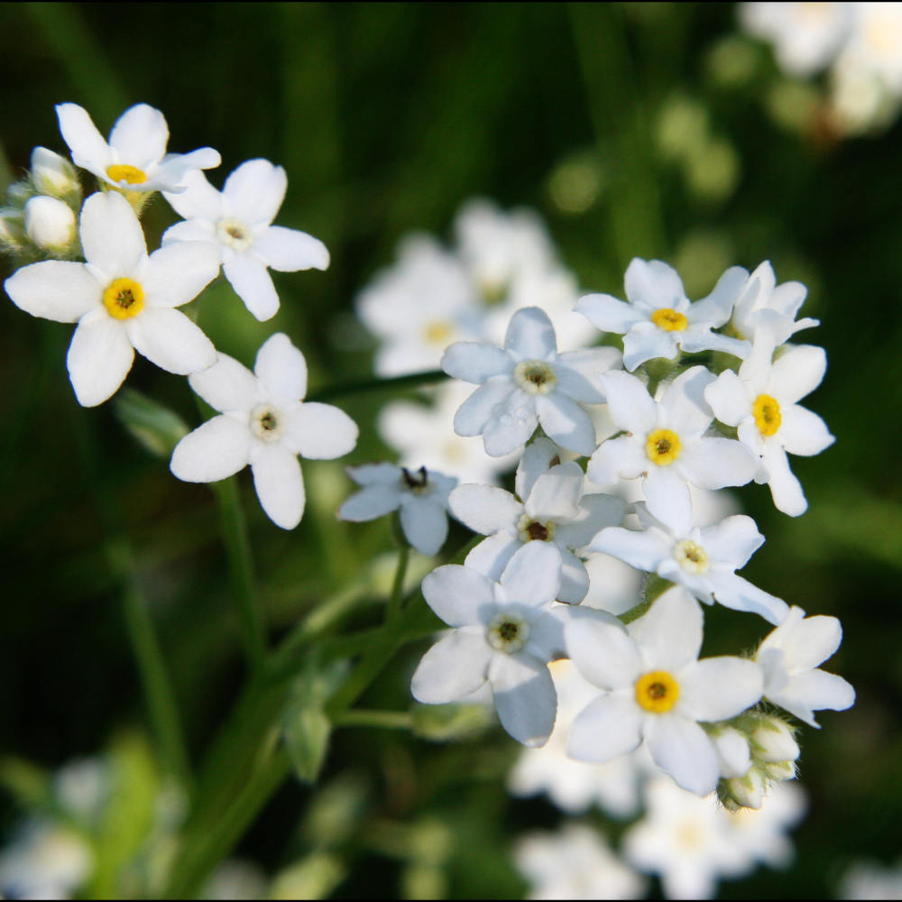 Myosotis Palustris Ice Pearl - White Water Forget - Me - Not In A 9cm Pot