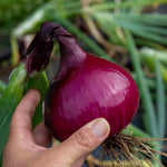 Bolt Resistant Onion Sets - Rumba, Karmen, Corrado | Set of 60