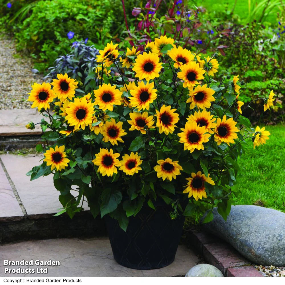 Thompson & Morgan Sunflower Sunbelievable Brown Eyed Girl 9cm Pot X 2