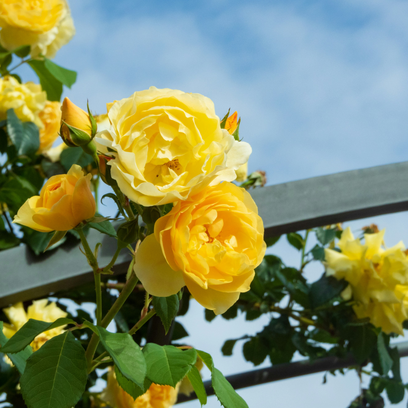 Palace Rose - Height 80-100cm - ⌀19cm | Set-of-2 | Yellow