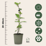Kiwi Fruit - Actinidia Deliciosa 'jenny' - Height 20-40cm - ⌀9cm | Set of 3 | Green