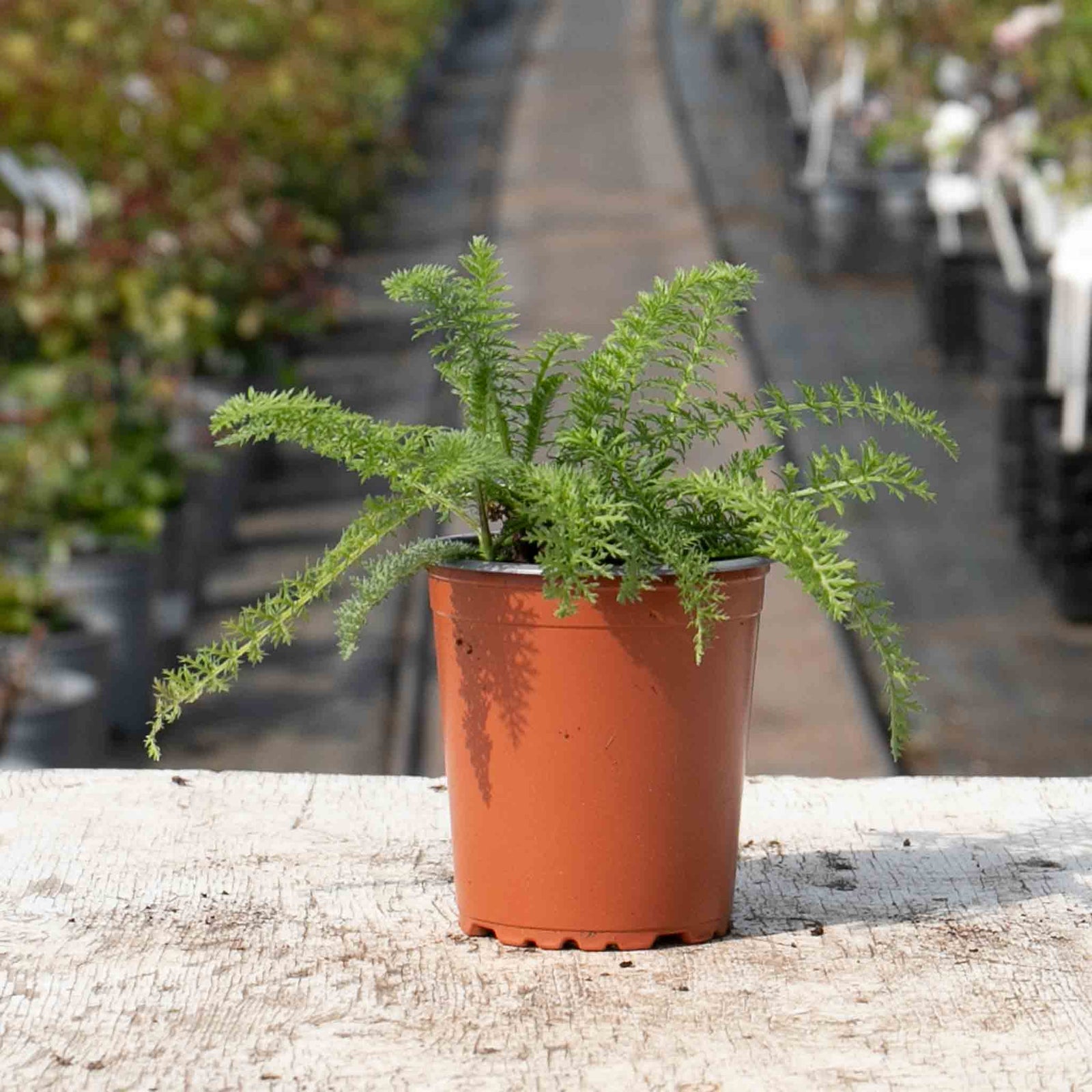 Achillea 'terracotta' Terracotta-to-yellow Flowering Perennial | 1 x 9cm