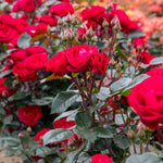 Rose 'precious Ruby' (floribunda Rose) | 1 x Bare Root | Red