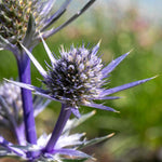 Eryngium 'picos Amethyst' Plants | 3 x 9cm | Multi