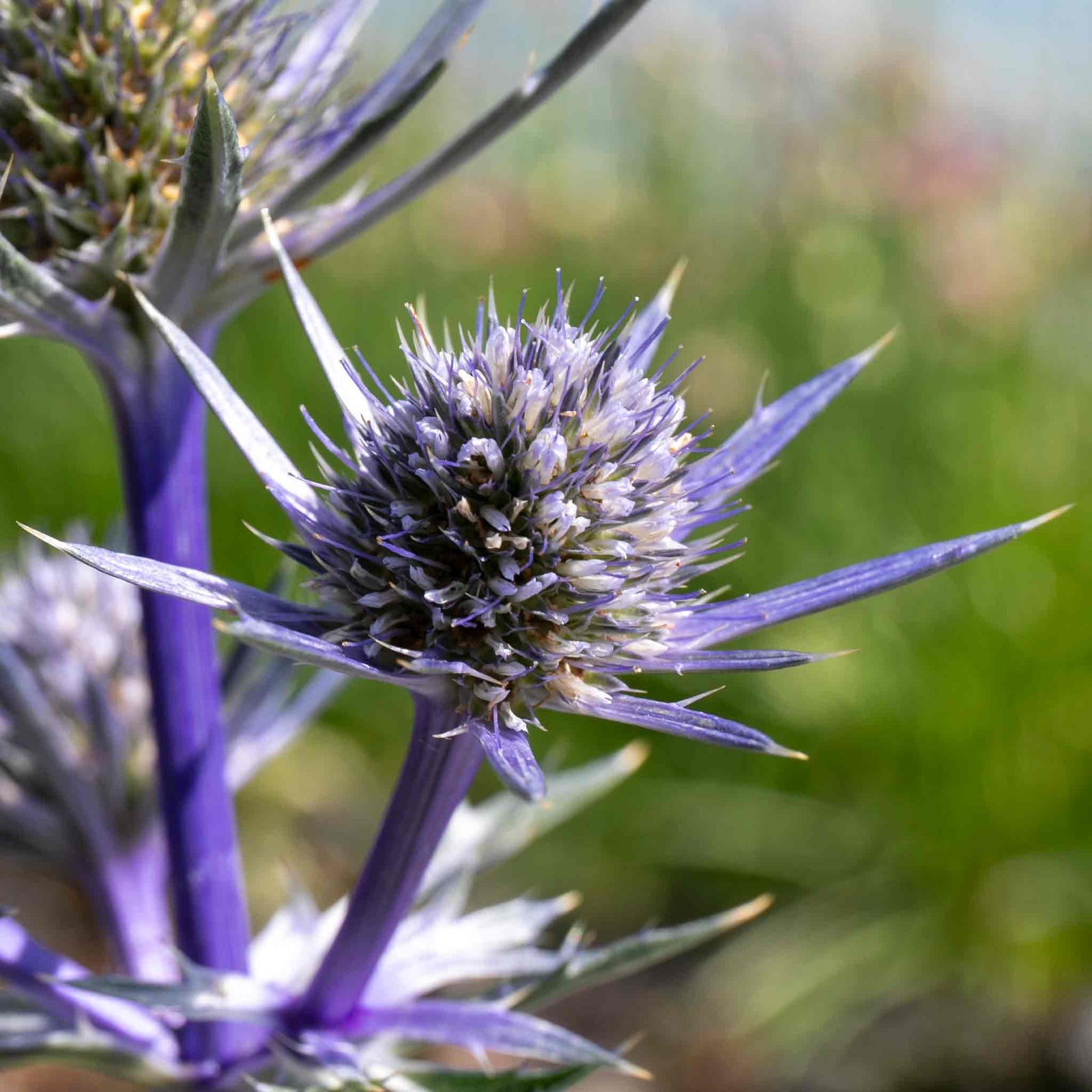 Eryngium 'picos Amethyst' Plants | 3 x 9cm | Multi