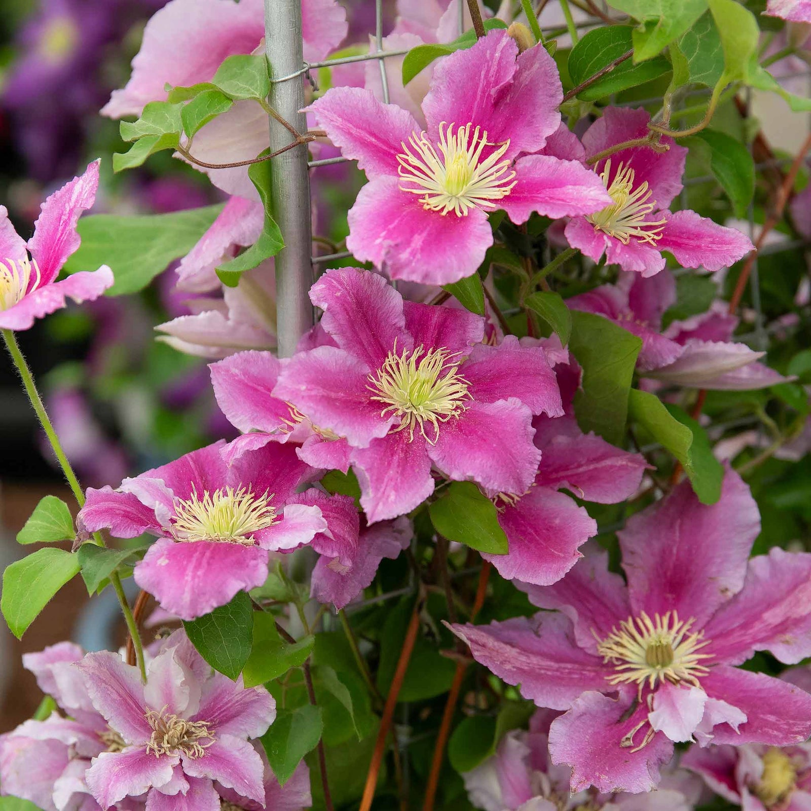 Clematis 'pilu' - Mauve Double Flowers, Container-friendly | 1 x 2L | Green & Pink