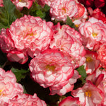 Begonia Nonstop Petticoat Garden Ready Plants | 12 x Garden Ready Plants