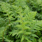 Dicksonia Antarctica Tree Fern | 3 x 9cm