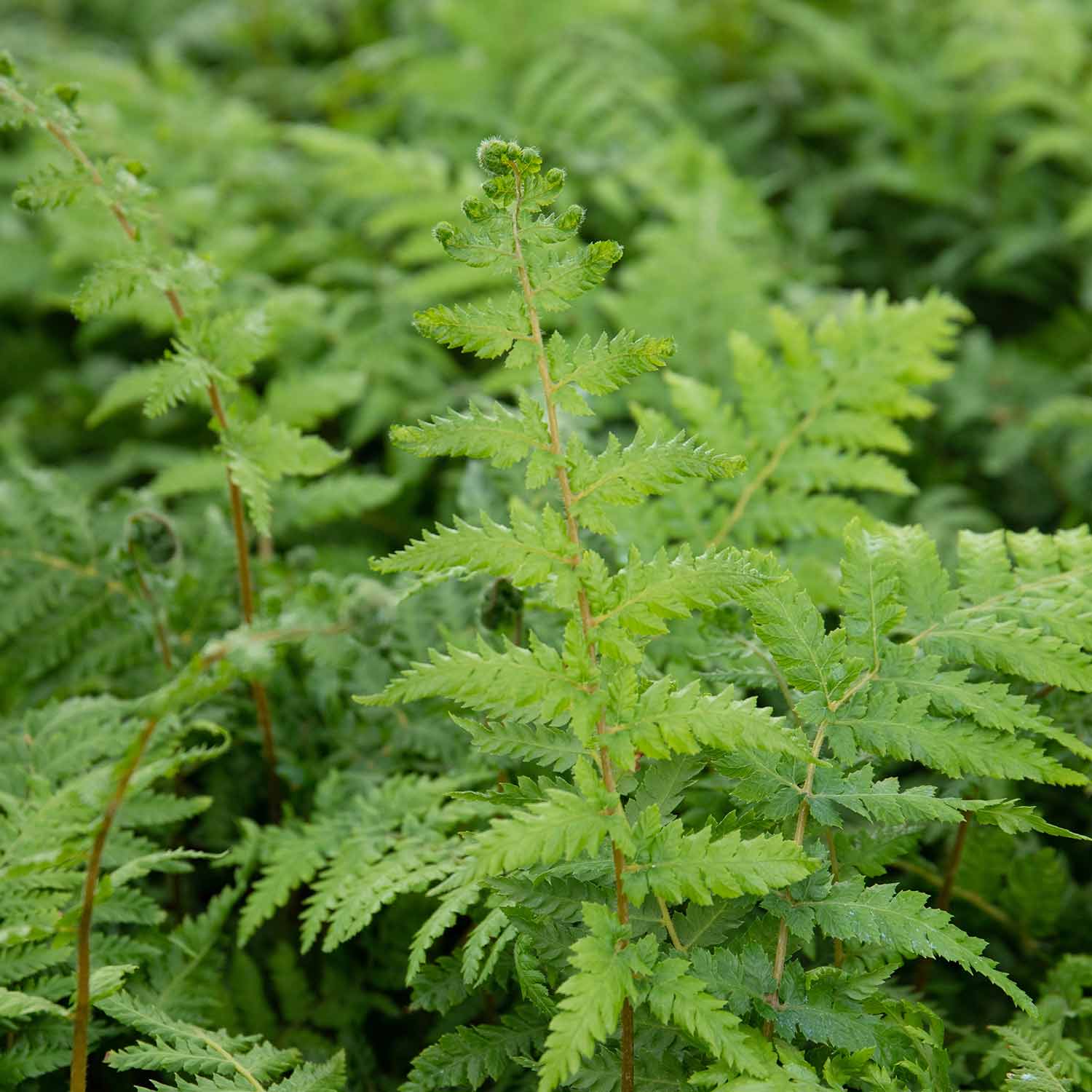 Dicksonia Antarctica Tree Fern | 1 x 9cm