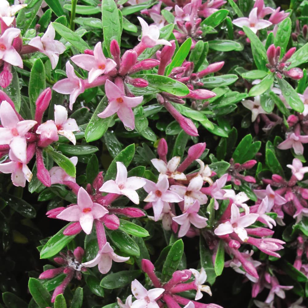 Daphne Pink Fragrance 13cm Pot | Set of 2 | Pink