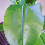 180cm Artificial Banana Tree Tropical Plant
