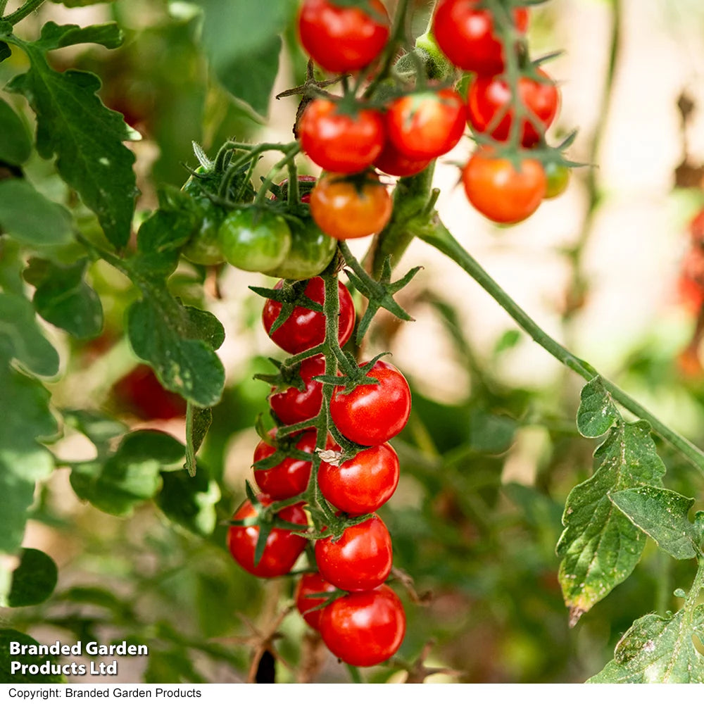 Thompson & Morgan Tomato Meltaway F1 9cm Pot X 3 Plants