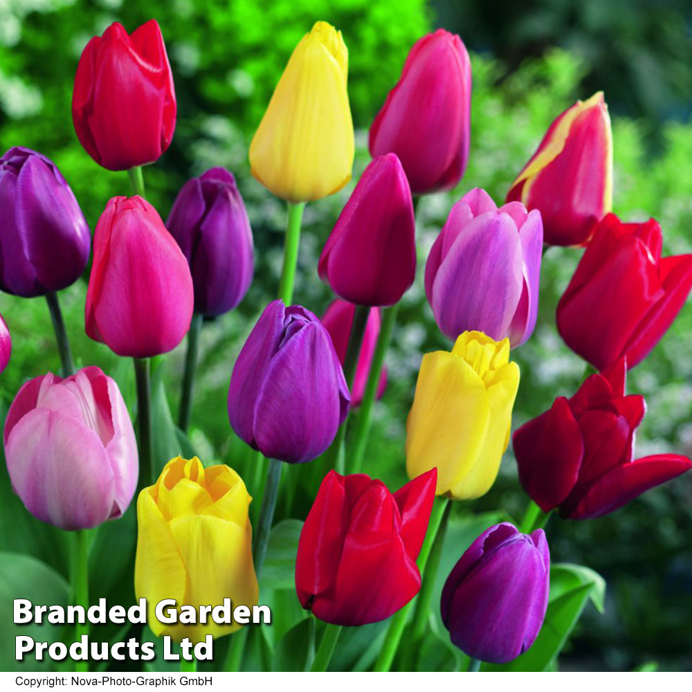 Tulip 'darwin Mixed' Bulbs | 32 x Bulbs