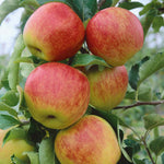 Jonagold Apple Tree M9 Dwarf Rootstock For Patio And Containers | 1 x 5L