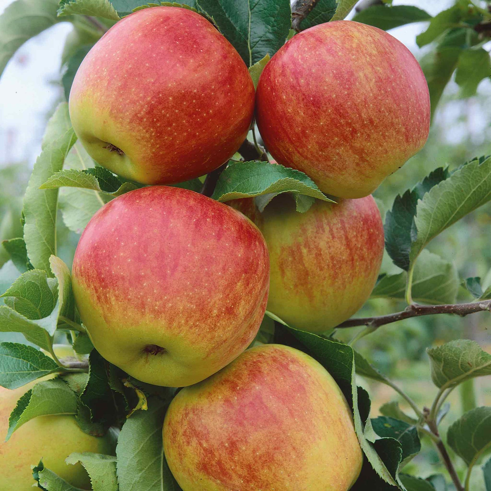 Jonagold Apple Tree M9 Dwarf Rootstock For Patio And Containers | 1 x 5L