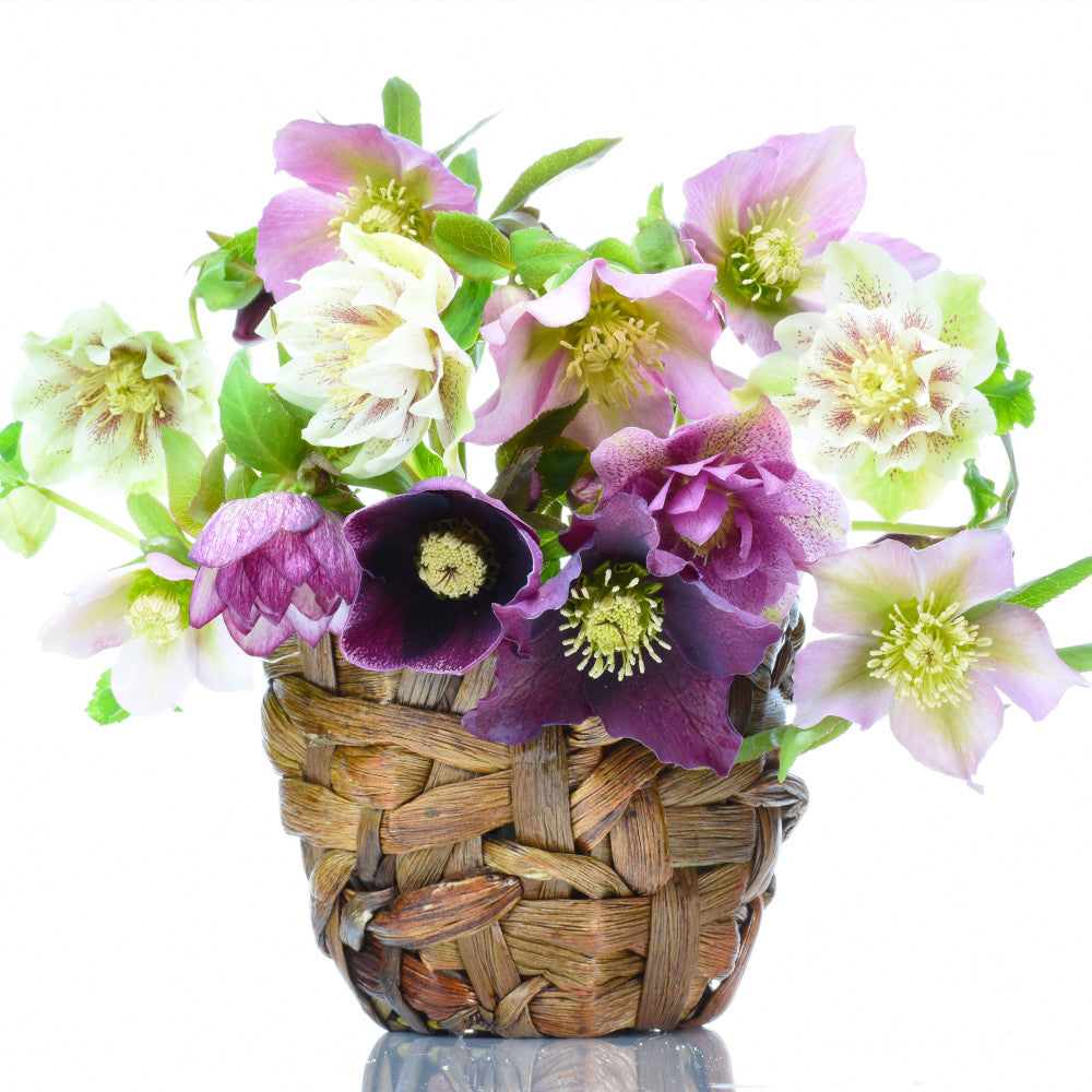 Dazzling Helleborus Collection - Double The Petals, Double The Beauty. 4 Plants In  9cm Pots