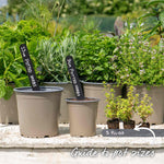 Thyme 'archers Gold' - Lemon-scented Golden Foliage Hardy Perennial | 1 x 1L | Multi